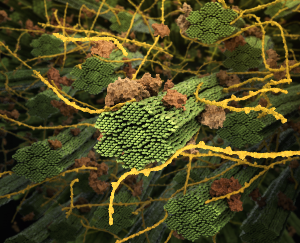 Plant Cell Wall
